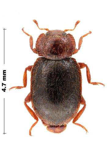 Tetrabrachys sp.